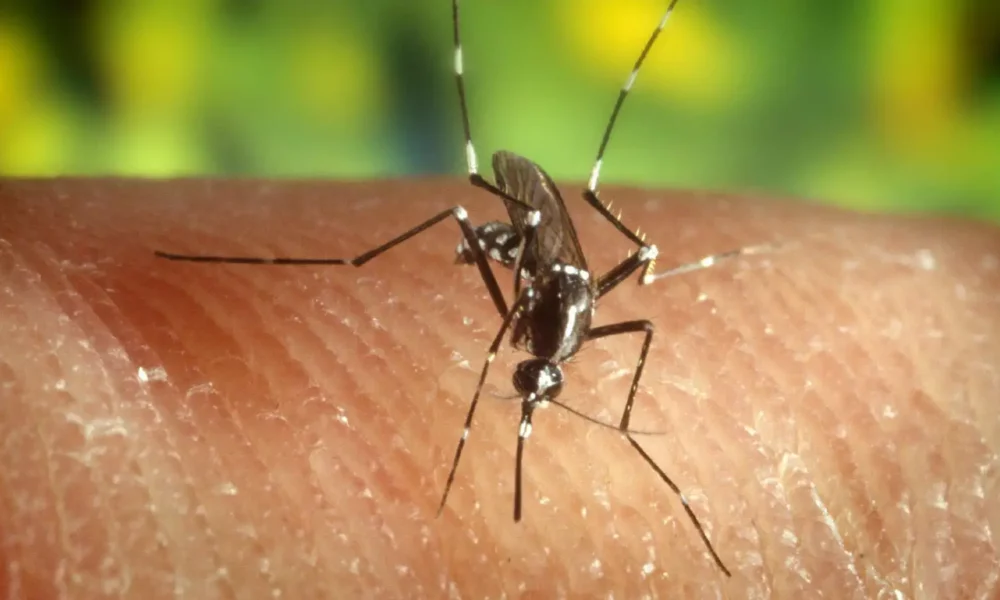 Hornachuelos: Medium Risk from Nile Virus - News Directory 3